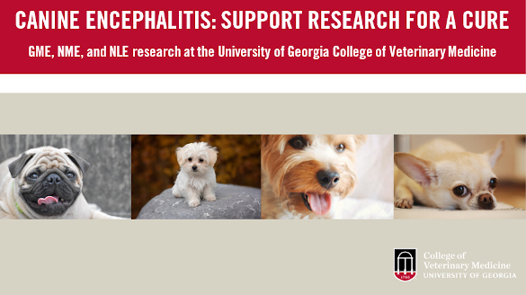 Canine Encephalitis Header