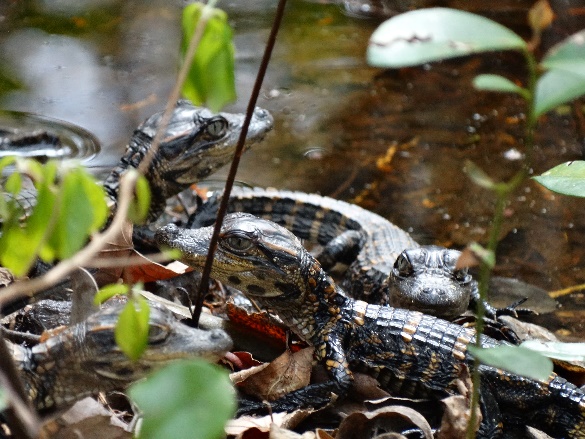 Alligator Research Photo