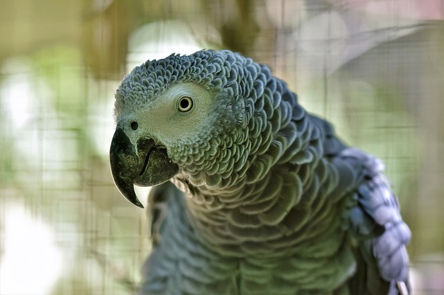 African Gray Parrot Photo