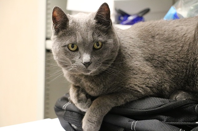 Gray Cat Photo