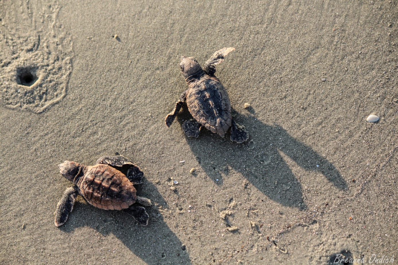 Beach sand with two baby loggerhead sea turtles